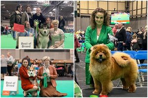 Birmingamo šunų parodoje – įspūdingi Lietuvos keturkojų pasiekimai
