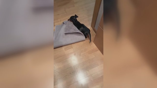Mažas, bet išdykęs: su tokiu augintiniu tvarką palaikyti itin sunku