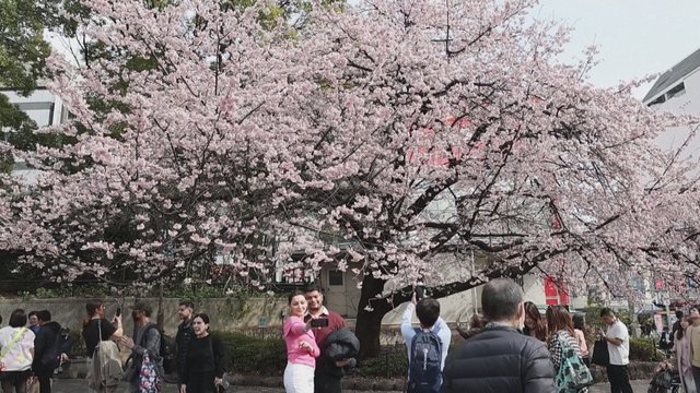Pasigrožėkite: Tokijuje pražydo pirmosios sakuros