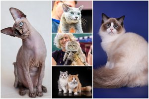 Karščiausios ir rečiausios pasaulyje katės – tarptautinėje parodoje Kaune