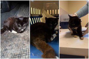 Išsekusi katytė vos atsvirduliavo į sodybą ir šaukiasi pagalbos