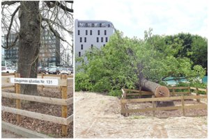 Nukirstas šimtametis ąžuolas medkirčiams stipriai atsirūgo: bauda ir pabaiga