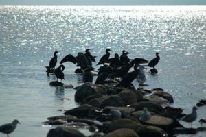 Seimo Kaimo reikalų komitetas siūlo įvesti kormoranų sumedžiojimo kvotas