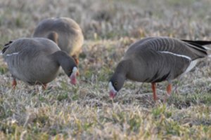 Lietuvoje – itin reto sparnuočio vizitas: visoje Europoje jų yra tik apie 100