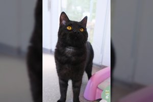 Užrištame maiše rastas katinėlis prašo antro šanso: turi vieną bėdelę, kurią gali išspręsti ramūs namai