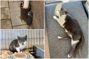 Prie judrios gatvės rastas katinukas užaugo, bet vis dar laukia tų, kurie suteiks meilę ir laiko