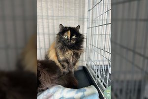 Jauna katė gali tapti tikra namų karaliene: po įvykusio stebuklo prašo tik vieno