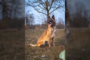 Prie tvoros pririšta ir palikta protinga bei energinga šunytė trokšta namų: įtaria, kad turi belgų aviganio kraujo