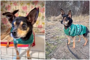 Mini šuniukas angelėlio snukučiu – tik ypatingiems žmonėms: mažylio istorija išskirtinė