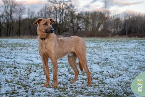Jaunam bailiukui, niekada nerodžiusiam agresijos, ieško ramių namų užmiestyje