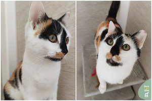 Į gatvę išmesta jauna ir labai meili katytė trokštą namų: dovanos daug švelnumo ir išdaigų