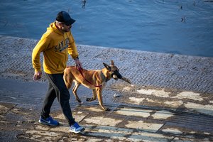 Paaiškėjo, su kuriomis 4 šunų veislėmis lengviausia susikalbėti – supranta daugiau kaip 200 žodžių