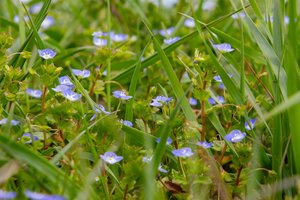 Visiems laikams pamiršite piktžoles: įspūdingų gėlynų paslaptis