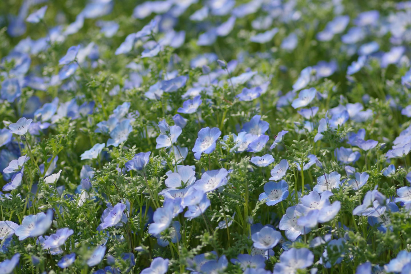 Ar žinojote, kad kai kurie augalai ir gėlės gali apsaugoti nuo piktžolių? Be to, jie atrodo patraukliai ir gražiai papuoš jūsų sklypą ar vasarnamį.<br>123 rf nuotr.