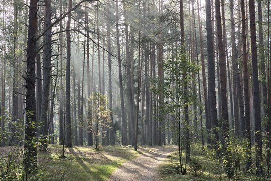  Miškai – viena svarbiausių gamtos ekosistemų, kuri nuolat keičiasi, tačiau tuos pokyčius dažnai pastebime pavėluotai.