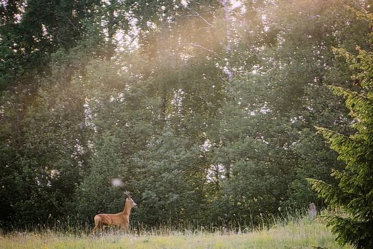  Miškai – viena svarbiausių gamtos ekosistemų, kuri nuolat keičiasi, tačiau tuos pokyčius dažnai pastebime pavėluotai.