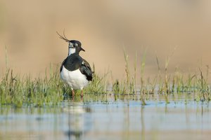 Minint pempės dieną – ornitologų nerimas: ar išsaugosime šį pavasario pranašą?