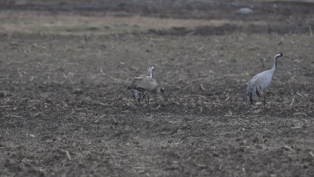Daugiau nei 100 gervių grįžo į Lenkiją: po poravimosi šokių pradėtas veisimosi sezonas
