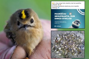 Pykčio bangą sukėlusi reklama priminė svarbią problemą: žinią siunčia ornitologai