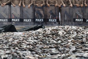 Neeilinis protestas: Tailando sostinės gatvėje išpiltos 2 tonos žuvų