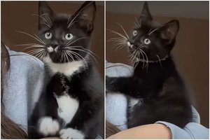 Pirmą kartą paukščius išvydusio kačiuko elgesys nepaliko abejingų: praminė „mažuoju plėšrūnu“