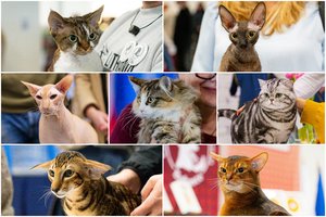 Tarptautinėje kačių parodoje Kaune – didžiausia staigmena virtęs įvertinimas gražiausioms murklėms