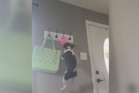 Atimtas žaislas sunkumų nesukėlė: keturkojis rado išeitį