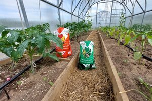 Praktiniai patarimai ruošiant šiltnamį daržovėms auginti