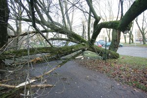 Zarasų rajone ant važiuojančio automobilio užvirto medis