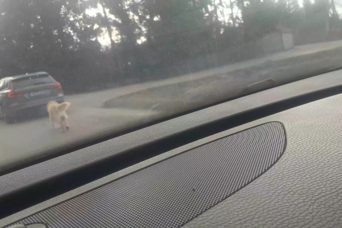 Tauragės darželio-lopšelio „Žvaigždutė“ direktorius Zigmas Mozuraitis, šių metų vasarį sumanęs prie automobilio pririšti savo šunį ir važiuodamas tempti jį keliu, nes vedžioti jį esą buvo per šalta, sulaukė griežto teisėsaugos verdikto.<br>Stop kadras/“Tauragės kurjeris“ nuotr.