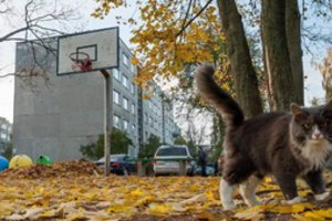 Daugiabučių namų bendrijos susiduria dar neregėta problema – sprendžia ją ryžtingai