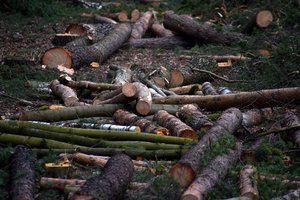 Seime – paskutinis žingsnis uždraudžiant kontrmobilumui reikalingų miškų plynus kirtimus pasienio ruožuose