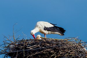 Gandrų sugrįžimo diena: ar mūsų nacionalinis paukštis vis dar klesti Lietuvos padangėje?