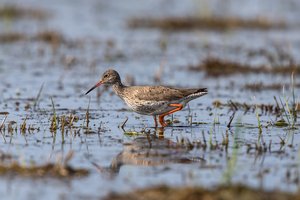 Išrinktas 2025 m. paukštis: jį savo akimis matęs ne kiekvienas