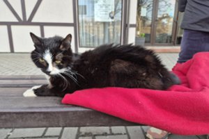 Vos ant kojų pastovintis katinėlis šaukiasi žmonių pagalbos: vos girdimas „miau“ – lyg paskutinis „padėkit“