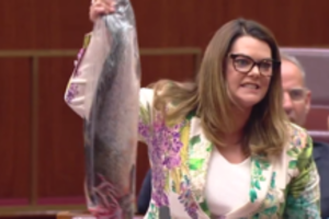 Australijos Senate – įsiutusi politikė: mosikavo negyva lašiša