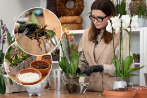 Kodėl kone pusmetį žydėjusi orchidėja ima skursti? Živilė turi atsakymą, kuris visus nuramins