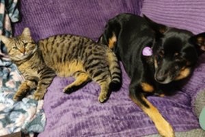 Nuostabi jauna kompanionė ieško namų, kuriuose būtų draugiškų šunų 