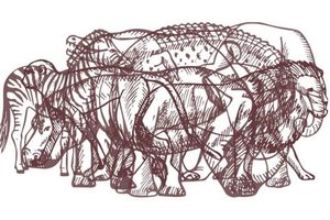 Kokius tris gyvūnus pamatėte pirmus? Jūsų asmenybės sluoksniai – kaip ant delno