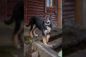 Vilniaus gatvėse atsidūręs išsigandęs mažylis ieško namų: auga labai greitai ir vos 3 mėn. sveria 10 kg 