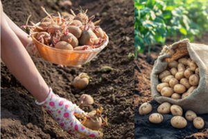 Keista, jei yra dar nežinančių apie šias trąšas – tikras daržo lobis vos už kelis eurus