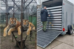Iš Klaipėdos zoologijos sodo paimti du amūrinio tigro jaunikliai – nustatytas žiaurus elgesys su gyvūnais