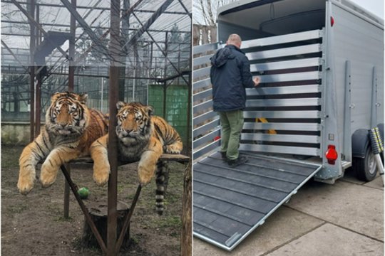 Iš Klaipėdos zoologijos sodo paimti du amūrinio tigro jaunikliai – nustatytas žiaurus elgesys su gyvūnais