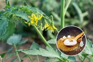 Palikite šaukštą cukraus savo darže: sulauksite didesnio derliaus nei bet kada anksčiau