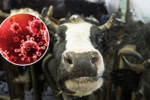 Ragina ūkininkus paskubėti: galima pasinaudoti dvigubai didesne parama saugant ūkius nuo itin pavojingų gyvuliams ligų