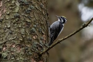 Žuvinto rezervate – netikėtas vaizdas: pastebėtas rečiausias Lietuvos genys