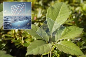 Sukūrė vandenyje greitai ištirpstantį plastiką – ir vis dėlto jo tvirtumas gali nustebinti