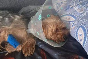 Po žiauraus jorkšyro terjero užpuolimo ir sukandžiojimo – agresyvaus šuns paieškos