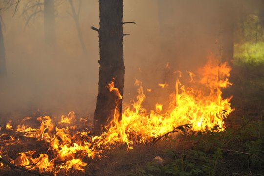 Kaune kilo didelis gaisras – degė Veršvų piliakalnio medžiai ir krūmai