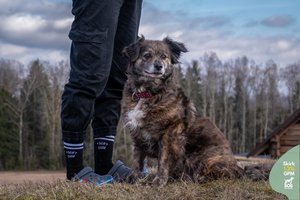 Valkatauti gatvėse palikta 6 m. šunė išgelbėta virto mažu šuniukų: trokšta gerų ir energingų šeimininkų